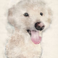 pet art for sale