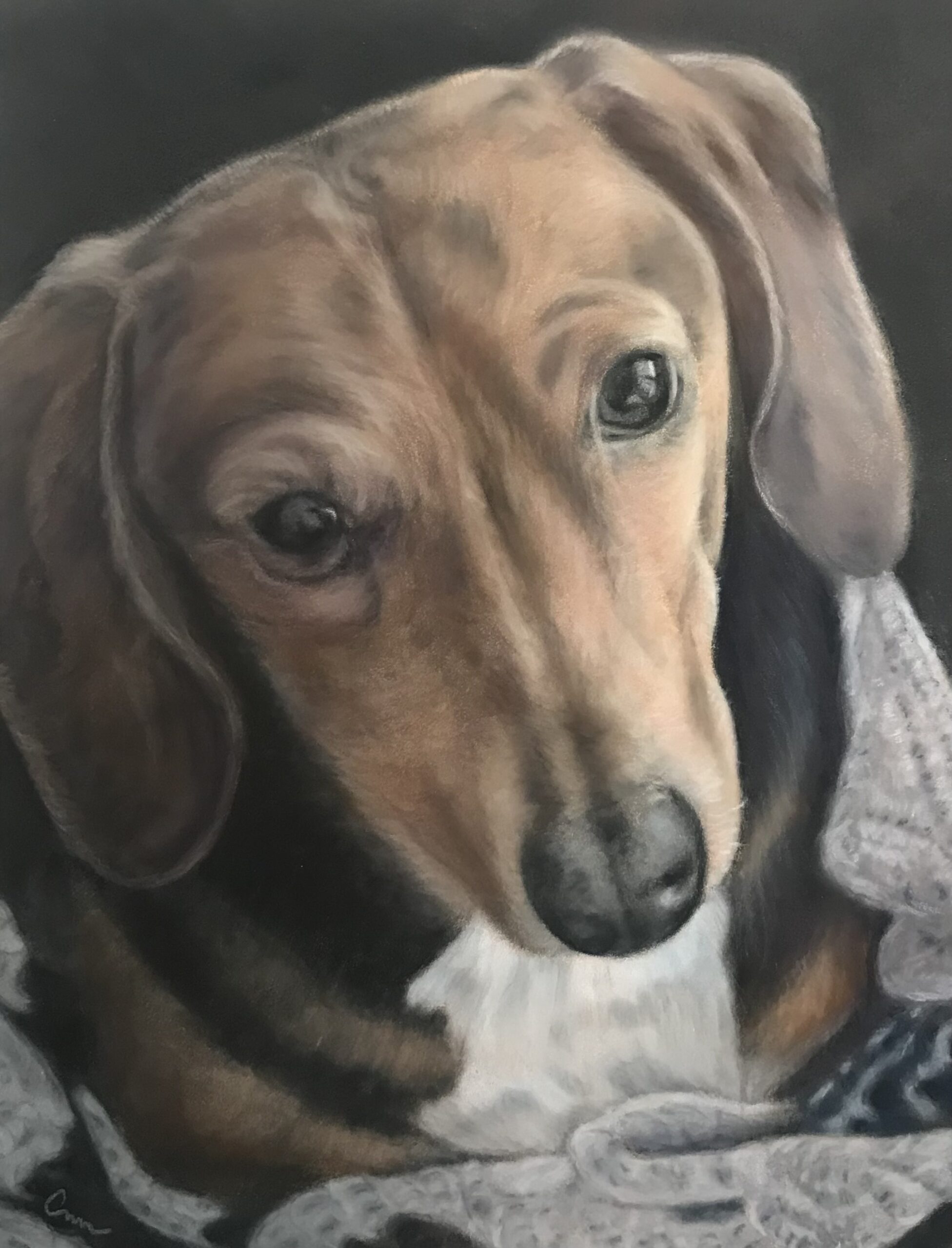 dachshund commission