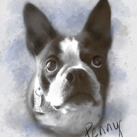 pet drawing gift