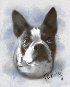 pet drawing gift